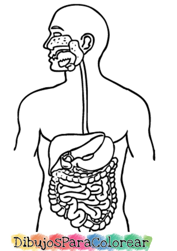 sistema digestivo para colorear dentro del cuerpo